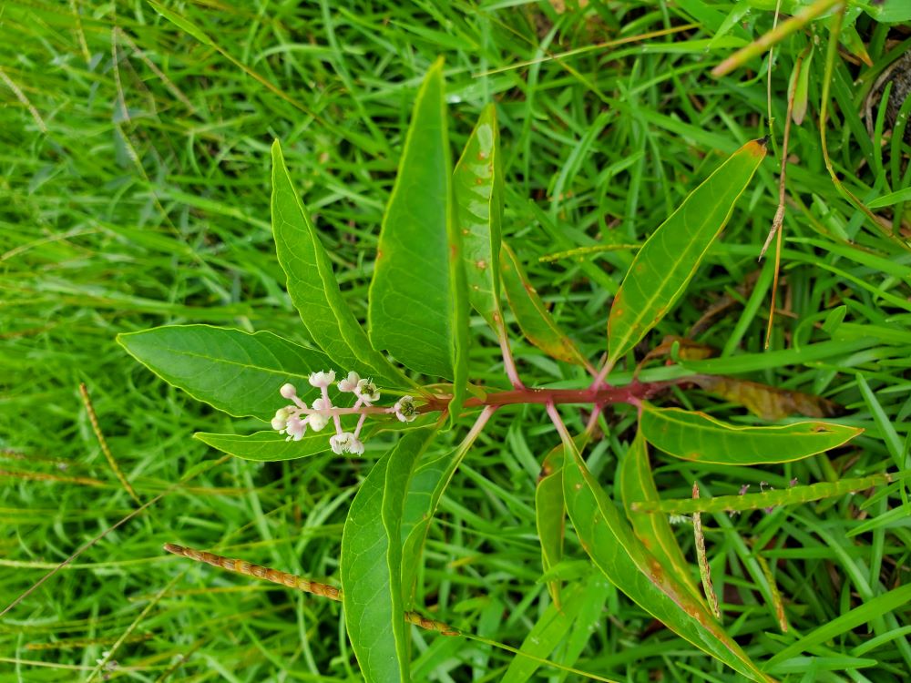 Much smaller plant in bloom